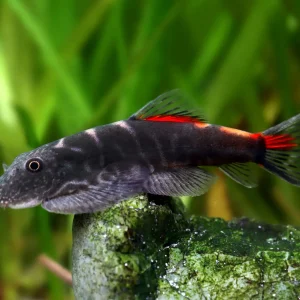 Bloody Mary Hillstream Loach