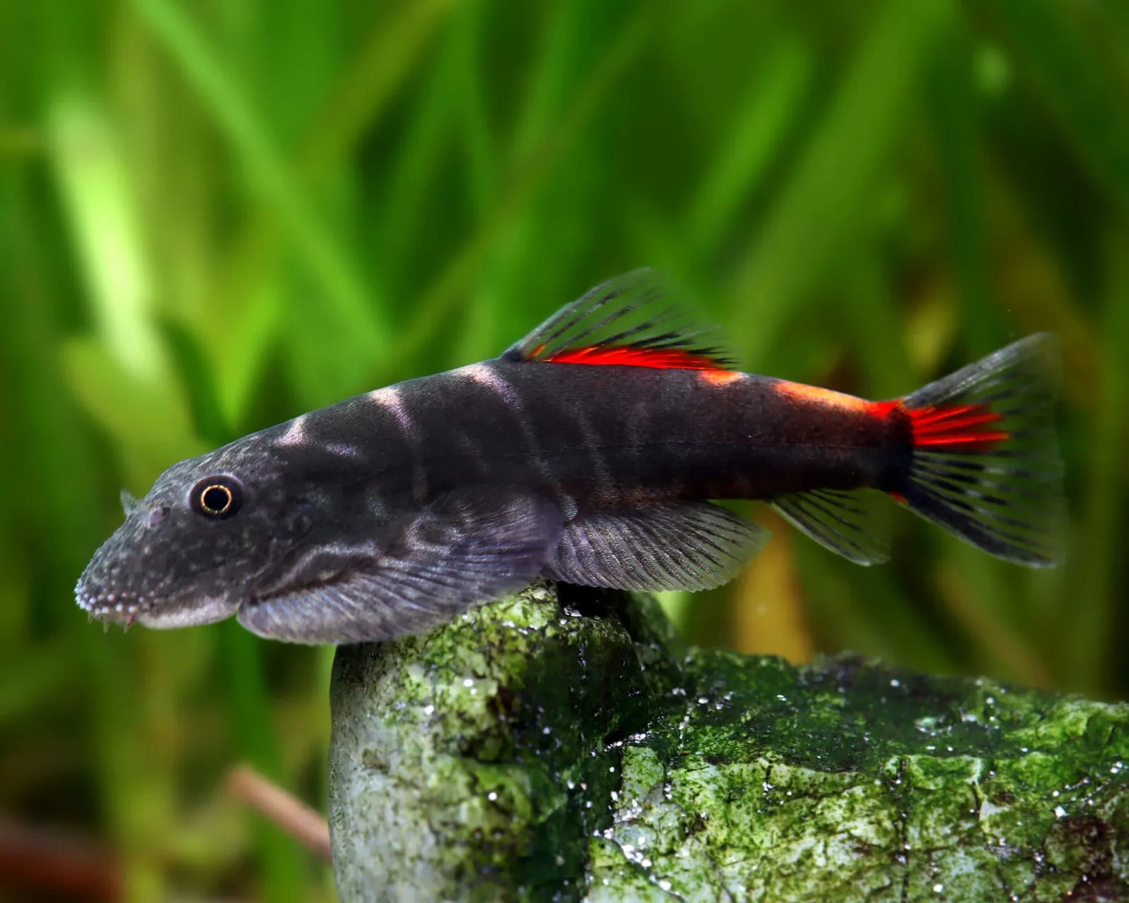 Bloody Mary Hillstream Loach
