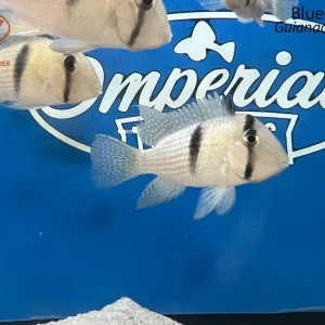 Blue Bandit Cichlid (Guianacara owroewefi)