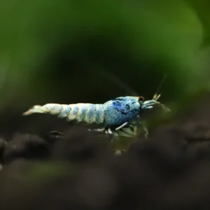 Blue Bolt Caridina Shrimp