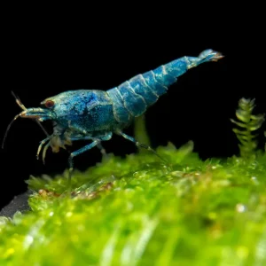 Blue Bolt Shrimp (Caridina cantonensis var. “Blue Bolt”), A-S Grade, Tank-Bred