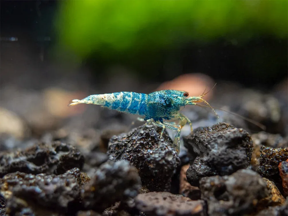 Blue Bolt Shrimp (Caridina cantonensis var. “Blue Bolt”), A-S Grade, Tank-Bred - Image 2