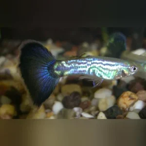 Blue Cobra Guppy (Pair)