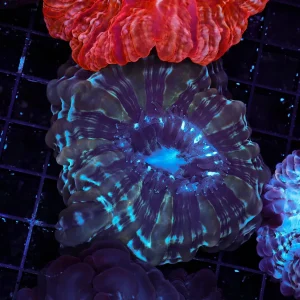 Blue Cynarina WYSIWYG - SAQ Coral Farm