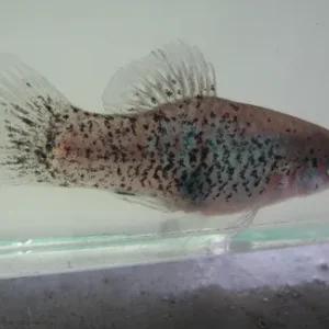 Blue Dalmation Platy