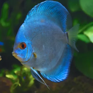 Blue Diamond Discus