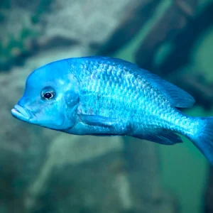 Blue Dolphin Cichlid