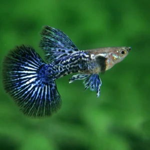 Blue Dragon Guppy Fish