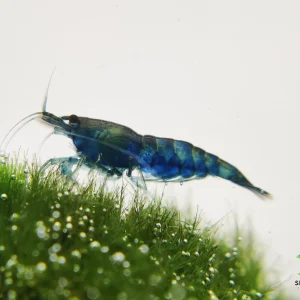 Blue Dream Shrimp