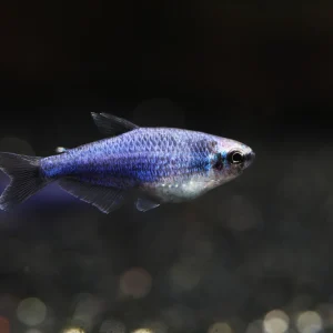 Blue Emperor Tetra