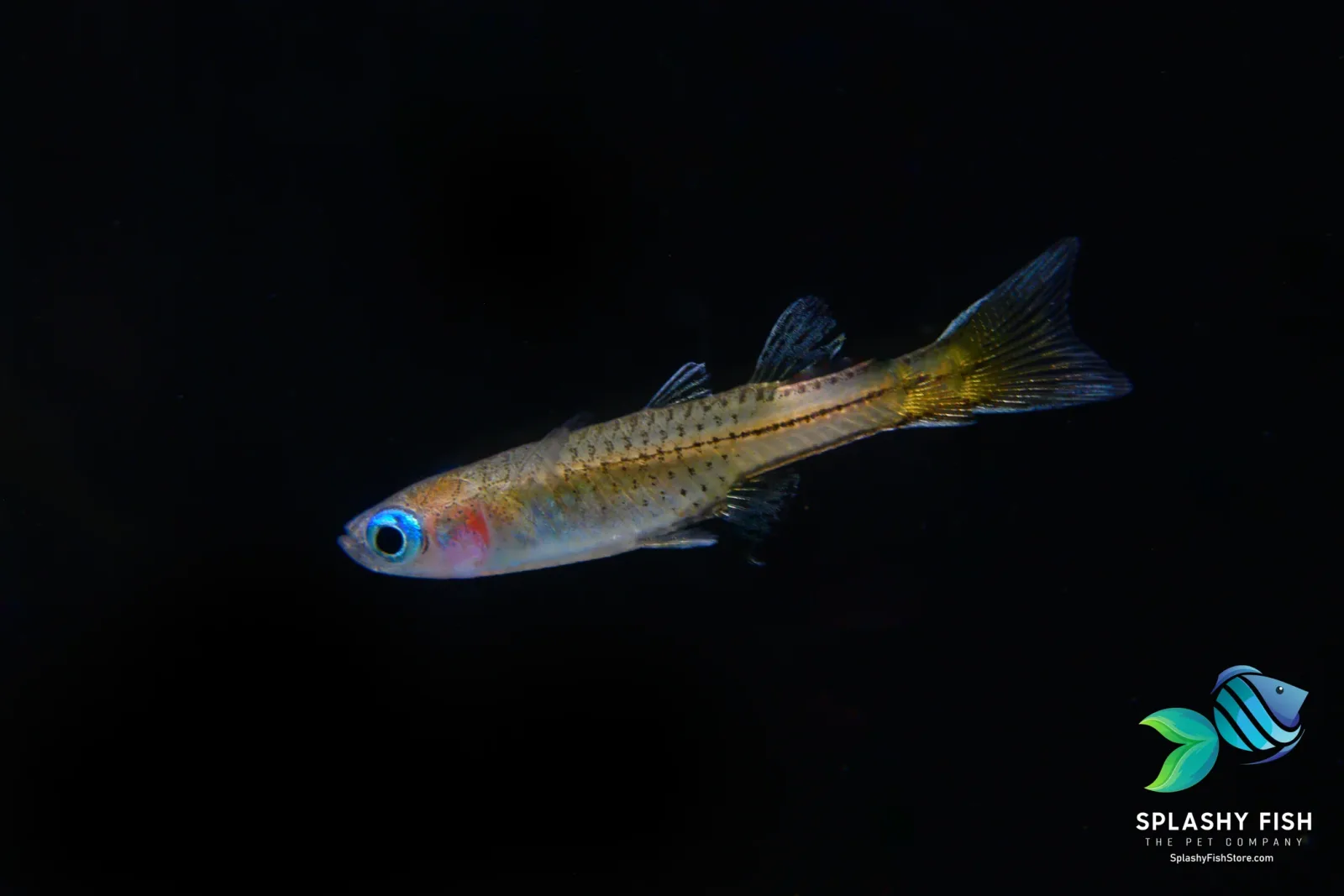 Blue Eye Dwarf Rainbow Fish (Pseudomugil luminatus) - Image 2