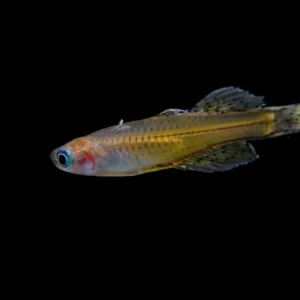 Blue Eye Dwarf Rainbow Fish (Pseudomugil luminatus)