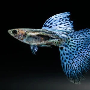 Blue Grass Guppy Fish