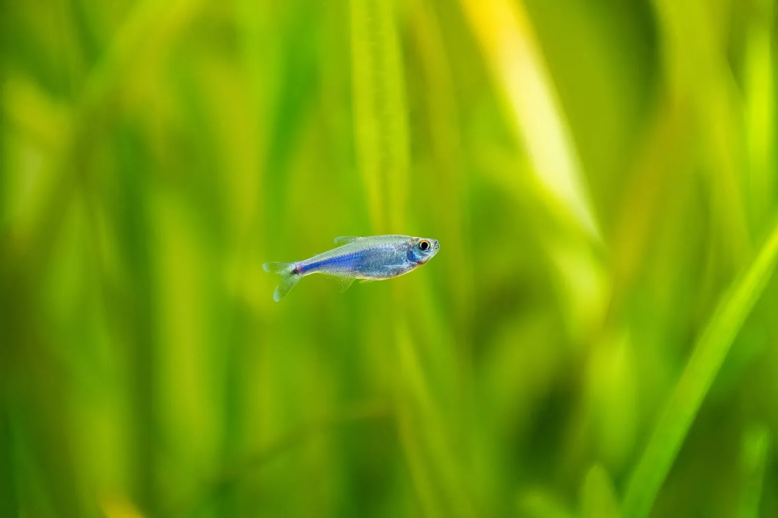 Blue King Tetra - Image 2