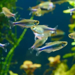 Blue King Tetra