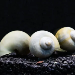 Blue Mystery Snail