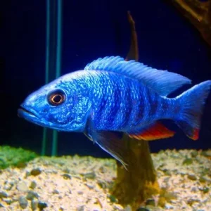 Blue Peacock Cichlid (Aulonocara sp.)