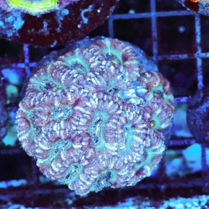 Blue Pixie Dust Asian Acan WYSIWYG - SAQ Coral Farm