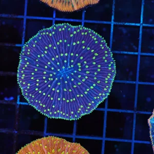 Blue Plate Neon Green Tip Coral WYSIWYG - SAQ Coral Farm