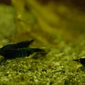 Blue Rili Shrimp