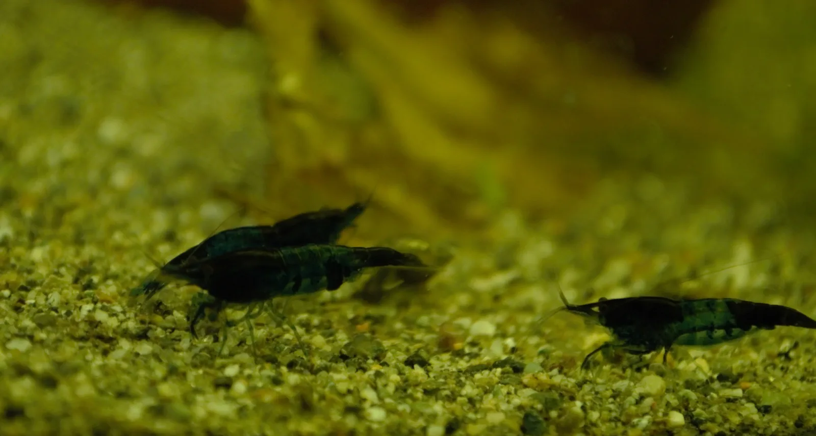 Blue Rili Shrimp