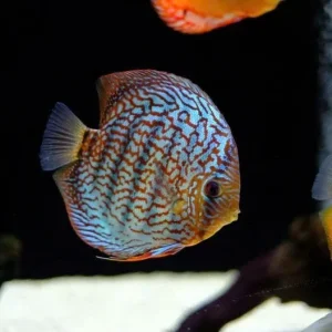 Blue Royal Discus