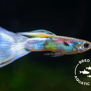 Blue Satin Pearl Tail Guppy (Poecilia reticulata "Gaga"), BREDBY: Aquatic Arts