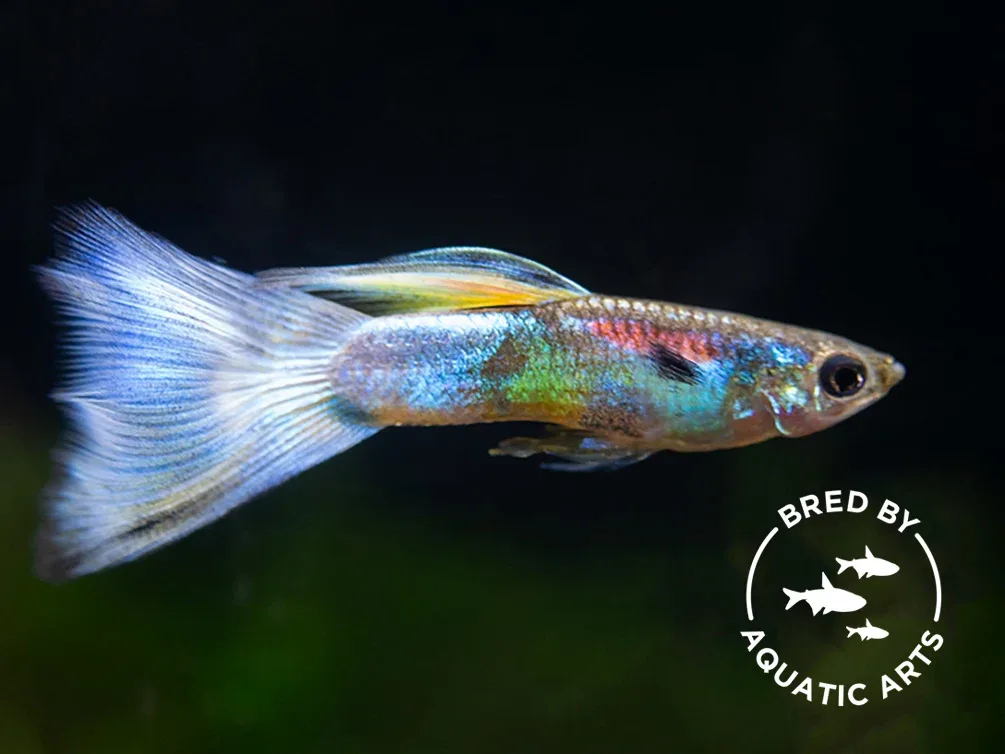 Blue Satin Pearl Tail Guppy (Poecilia reticulata "Gaga"), BREDBY: Aquatic Arts