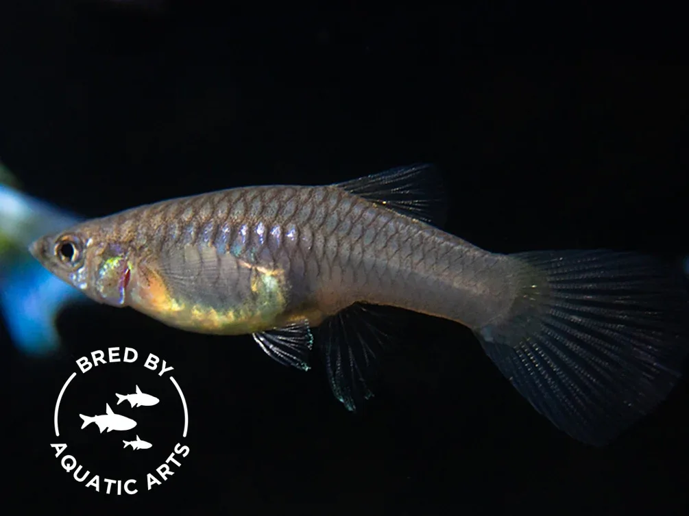 Blue Satin Pearl Tail Guppy (Poecilia reticulata "Gaga"), BREDBY: Aquatic Arts - Image 2