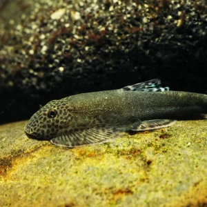 Blue Tail Borneo Hillstream Loach