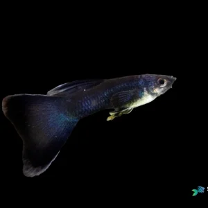 Blue Tarzan Guppy Fish