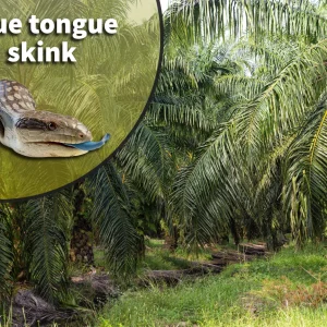 Blue Tongue Skink (Tiliqua spp.) Bioactive Habitat Terrarium Kit