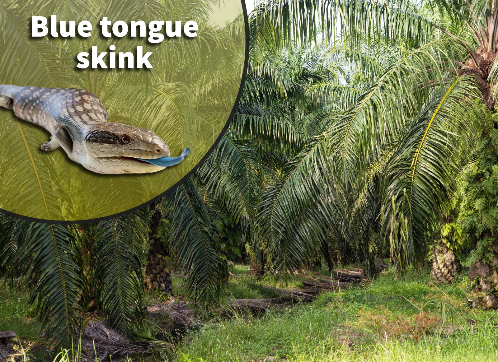 Blue Tongue Skink (Tiliqua spp.) Bioactive Habitat Terrarium Kit