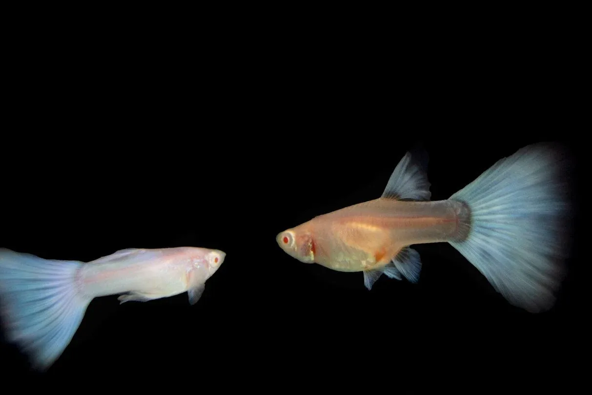 Blue Topaz Guppy Fish - Image 2
