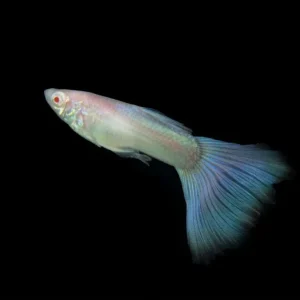 Blue Topaz Guppy Fish
