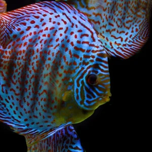 Blue Turquoise Discus