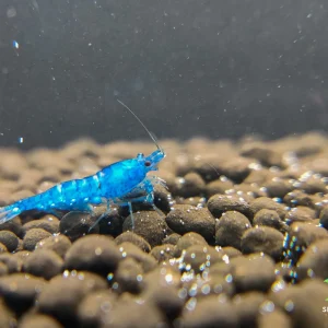 Blue Velvet Shrimp