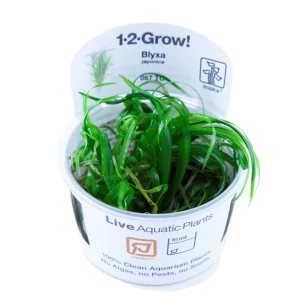 Blyxa japonica Tissue Culture by Tropica