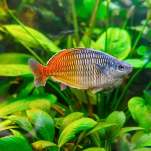 Boesemani Rainbow Fish