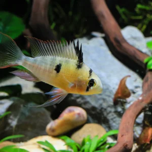 Bolivian Rams