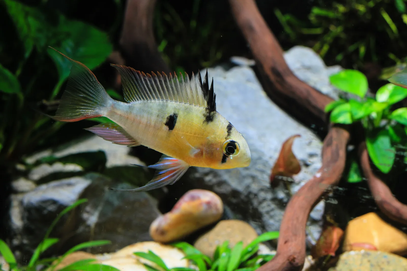 Bolivian Rams