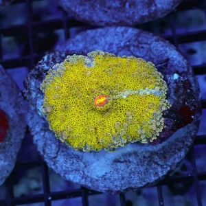 Bounce Ricordea Yuma WYSIWYG - SAQ Coral Farm