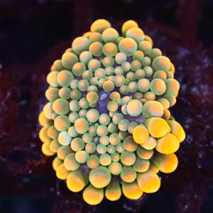 Bounce Yuma Mushroom WYSIWYG - SAQ Coral Farm