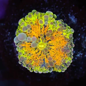 Bounce Yuma Mushroom WYSIWYG - SAQ Coral Farm