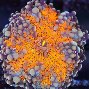 Bounce Yuma Mushroom WYSIWYG - SAQ Coral Farm