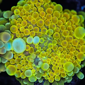 Bounce Yuma Mushroom WYSIWYG - SAQ Coral Farm