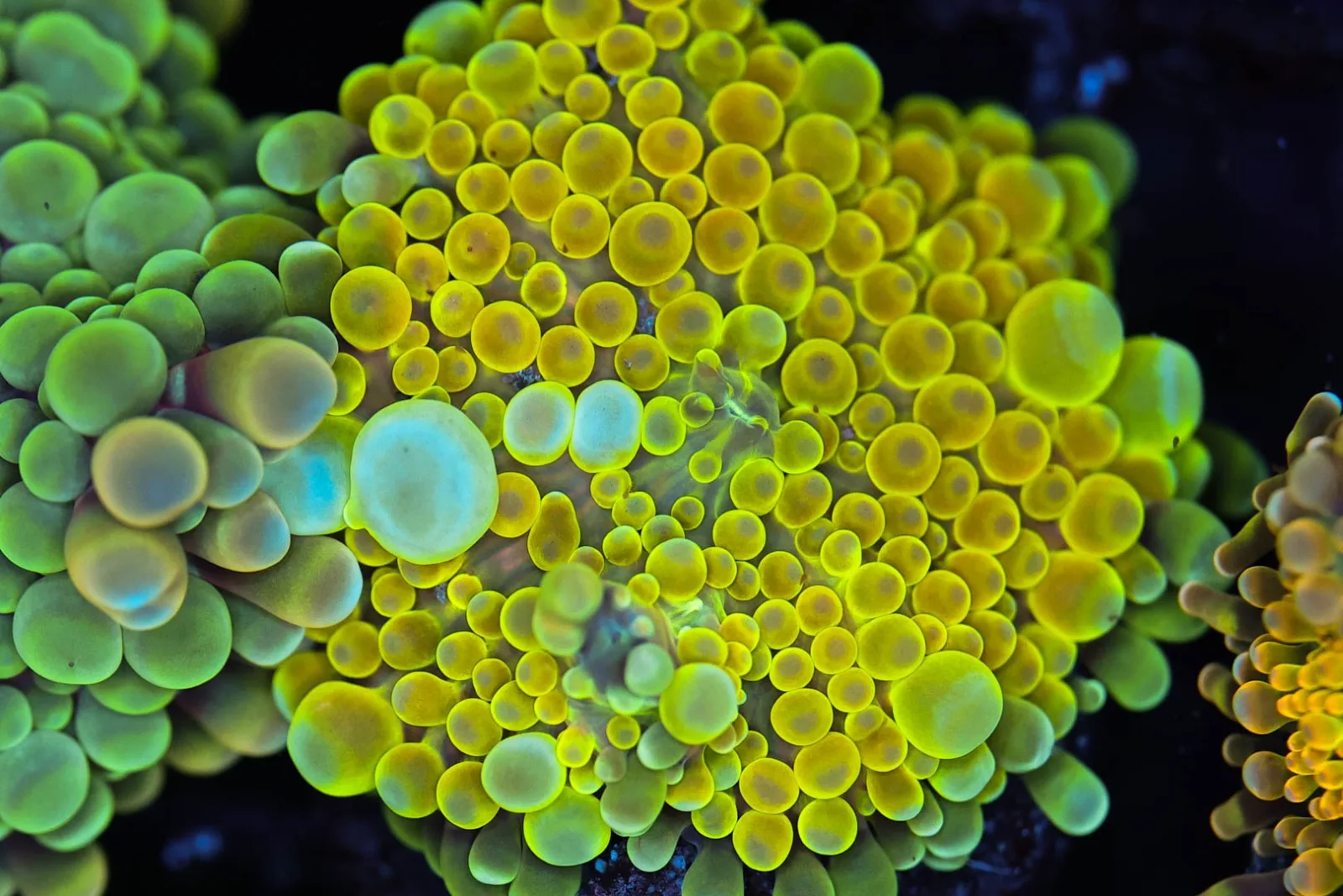 Bounce Yuma Mushroom WYSIWYG - SAQ Coral Farm