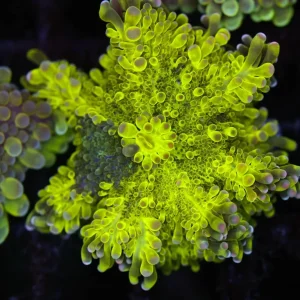 Bounce Yuma Mushroom WYSIWYG - SAQ Coral Farm