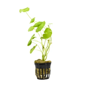 Brazilian Pennywort Aquatic Plant (Hydrocotyle leucocephala)