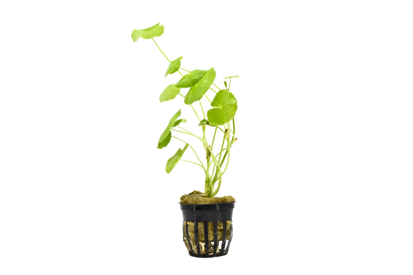 Brazilian Pennywort Aquatic Plant (Hydrocotyle leucocephala)